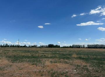 Campo , Lavalle · Finca Calle Gaya a m Rp 24, Plantacion de Pistacho