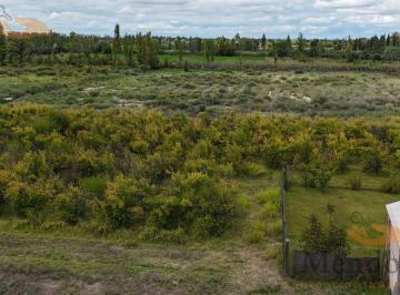 Campo · 20000m² · Venta de Finca 2 Has (1 Ha de Ciruelos), en Rivadavia, Mza
