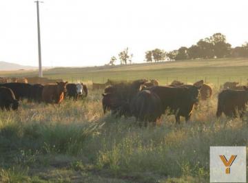 Campo · 5300000m² · Campo en Venta - 5.300.000 m² - Arroyo Corto