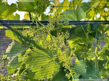Terreno · 346ha · Finca de Viñas en Producción