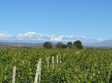 Campo · 520000m² · Finca Carrizal Alto - Luján de Cuyo - Mendoza