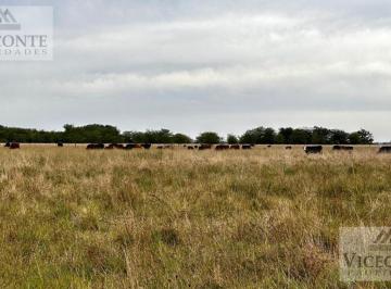 Campo , Cañuelas · Campo Ganadero de 275 Ha Partido de Cañuelas. Pcia de Bs As.