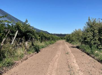 Campo , San Rafael · Esta Amplia Finca de 5ha, 100% en Produccion, Se Encuentra a La Venta.