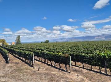 Campo , Tunuyán · Espectacular Finca en Venta, Óptima Producción y Lugar Inigualable!