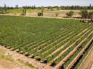 Quinta vacacional · 400m² · 3 Dormitorios · Greenwood Inmobiliaria Vende Excelente Finca en San Rafael, Mendoza!