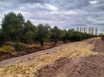 Campo · 60000m² · Venta Finca en Mendoza con Olivares en Produccion. con Permiso de Agua y Pozo Propio!