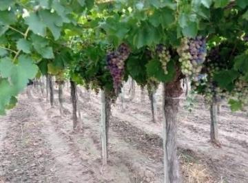 Campo · 440m² · Finca Productiva en Venta en Mendoza Maipu