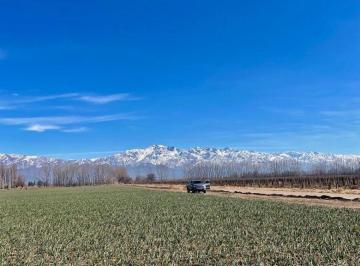 Campo , Chilecito · Fabulosa Finca con Viñedo en Chilecito, San Carlos / Valle de Uco, Mendoza