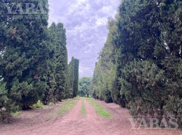 Campo · Campo en San Pedro con Duraznos y Citricos – 16,7 Hectáreas