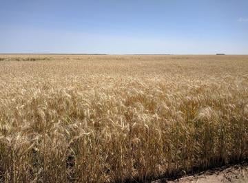 Campo · Campo en Banderas, Santiago del Estero 1.513 Hectáreas