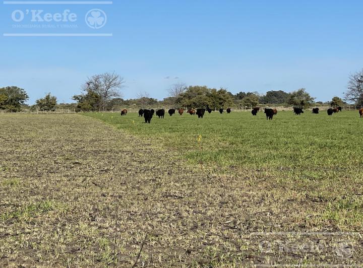 Campo · 450ha · 3 Ambientes