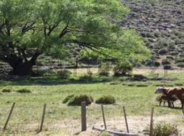 Campo · 300m² · Venta Campo Piedra del Aguila. Collon Cura. Neuquen