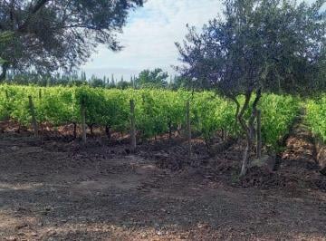 Campo en Venta   · Finca Viñedos G Andre