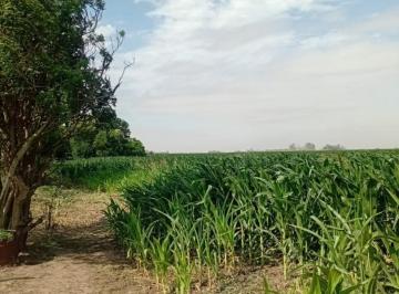 Campo · 35000m² · 1 Ambiente · Carmen del Sauce - Campo de 3.5 Ha Para Agricultura