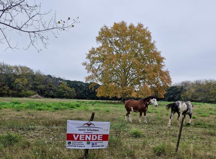 Campo · 20000m² · 1 Ambiente
