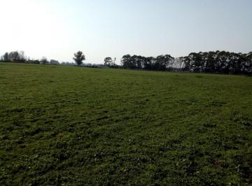 Campo · Campo Agricola de 235 Ha General Alvarado