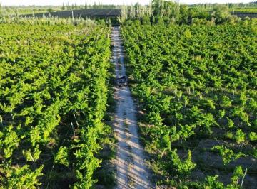 Campo , Algarrobo Grande · Finca 5.5 Ha con D° de Riego, Junin, Mendoza