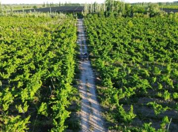 Campo , Algarrobo Grande · Finca 5.5 Ha con D° de Riego, Junin, Mendoza