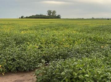 Campo · Excelente Fraccion de Campo - 34.5 Ha - Arrecifes - Buenos Aires
