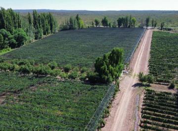 Campo , Luján de Cuyo · Finca 55ha Carrizal del Medio, Cultivos y Pozos