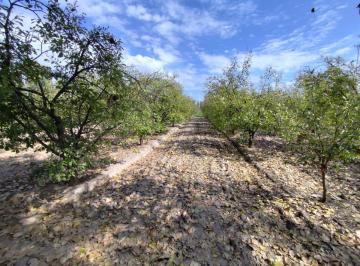 Terreno , San Rafael · Terreno en Venta