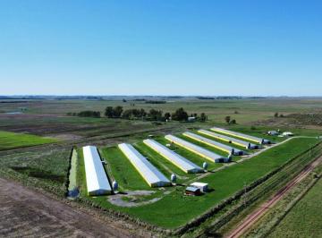Campo , General Belgrano · Granja Avícola. Funcionando. 10 Ha Cha General Belgrano