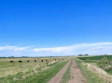 Campo · 4170000ha · Venta de Campo Agricola Ganadero en Young Rio Negro
