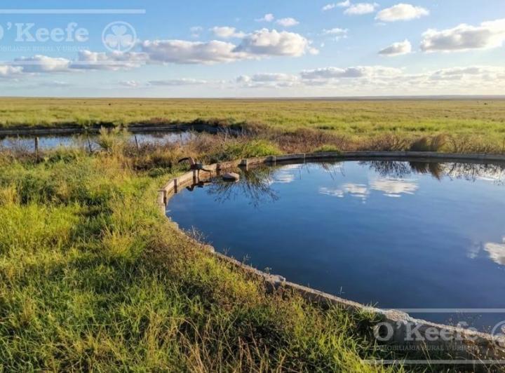 Campo · 39450000m²