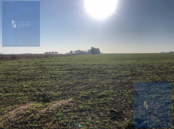 Campo · 110ha