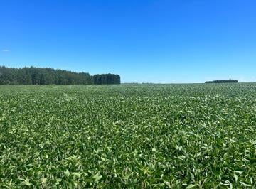 Campo · 2680000ha · Campo Premium en Río Negro – 200 Ha Suelos 11.5, Renta Forestal y Arroyo Lindero
