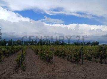 Local comercial · 457m² · 6 Ambientes · Venta Finca de 9 Has y 7661,72 m², en Ruta Nacional 143 S/n, Cañada Seca, San Rafael, Mendoza