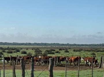 Campo , Buena Esperanza · Importante Campo