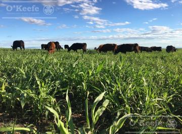 Campo · 11000000ha · Campo en Venta de 1100 Has en San Luis