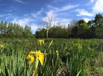 Campo · 60000m² · Campo en Venta de 6ha Mixto Único en La Zona Acceso por Balsa Canal Alem Campana.