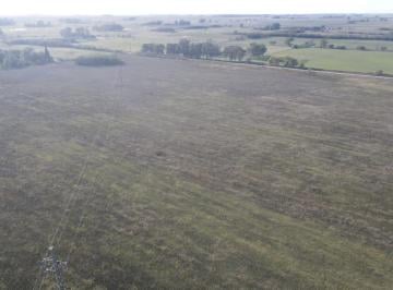 Campo · 260000ha · Campo 26 Ha en Lincoln - Buenos Aires
