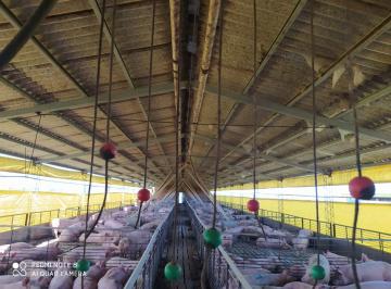 Campo , La Violeta · Vendo Granja Para Cerdos