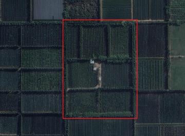 Campo · 80000m² · Chacra en Cipolletti