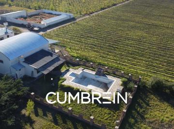 Campo · 150000m² · 3 Ambientes · Bodega de Exportación Premiada Internacionalmente y Viñedos de Alta Gama en San Rafael | Cumbrein