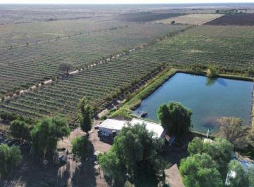 Campo , San Martín · Finca de 43ha con Goteo Sobre Carril Zapata