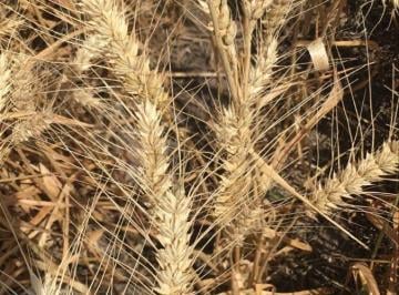 Campo , San Pedro · Venta Campo Agrícola/ San Pedro/buenos Aires