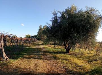 Quinta vacacional · 478m² · Greenwood Vende Finca Calle Santa Ines, Medrano Junin Mendoza