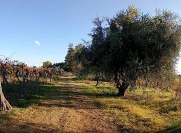 Quinta vacacional · 478m² · Greenwood Vende Finca Calle Santa Ines, Medrano Junin Mendoza