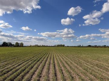 Campo · 110000ha · Terreno - Venta - 11 Ha - Excelente Ubicación Valle de Uco - La Consulta