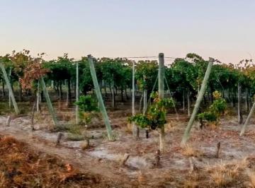 Quinta vacacional · 50000m² · Greenwood Inmobiliaria Vende Finca El Bajo - Viñedos en Produccion