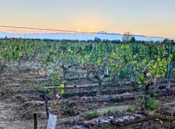Quinta vacacional · 50000m² · Greenwood Inmobiliaria Vende Finca El Bajo - Viñedos en Produccion