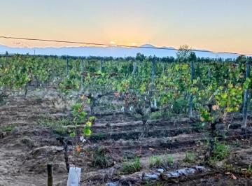 Quinta vacacional · 50000m² · Greenwood Inmobiliaria Vende Finca El Bajo - Viñedos en Produccion