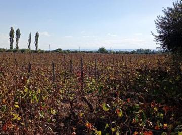 Quinta vacacional · 60000m² · Greenwood Inmobiliaria Vende Finca El Chañar - Oportunidad Productiva en Mendoza