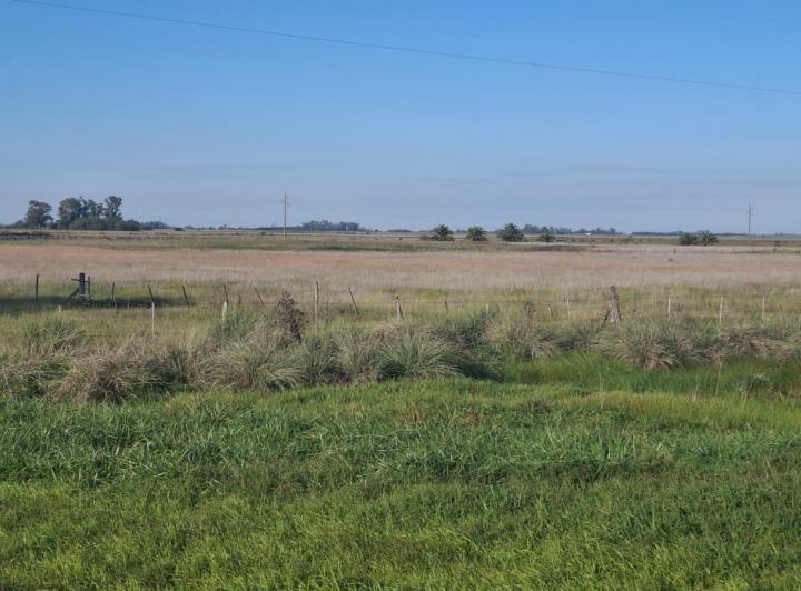 Campo · 50000ha