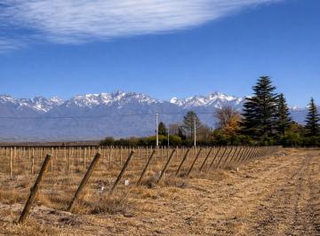 Terreno , Vista Flores · En Venta 2ha Sobre Asfalto, Vista Flores, Tunuyán