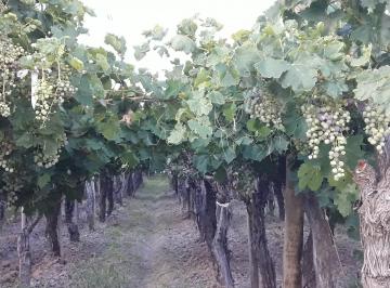 Terreno de 4 ambientes, La Central · Terreno Finca y Casas
